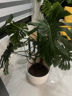 Plant For Sale