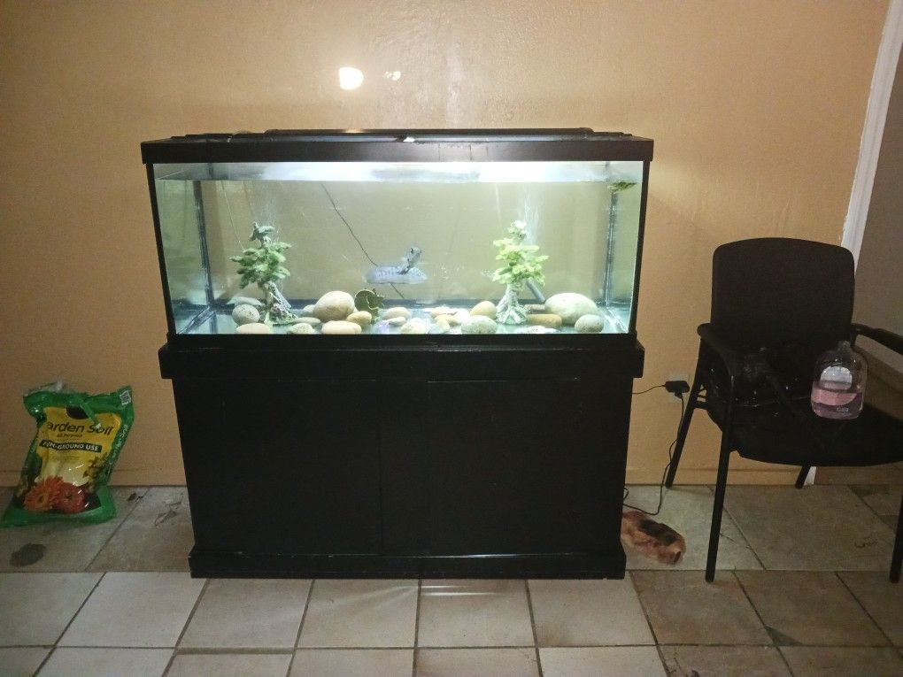 Fish And Aquarium
