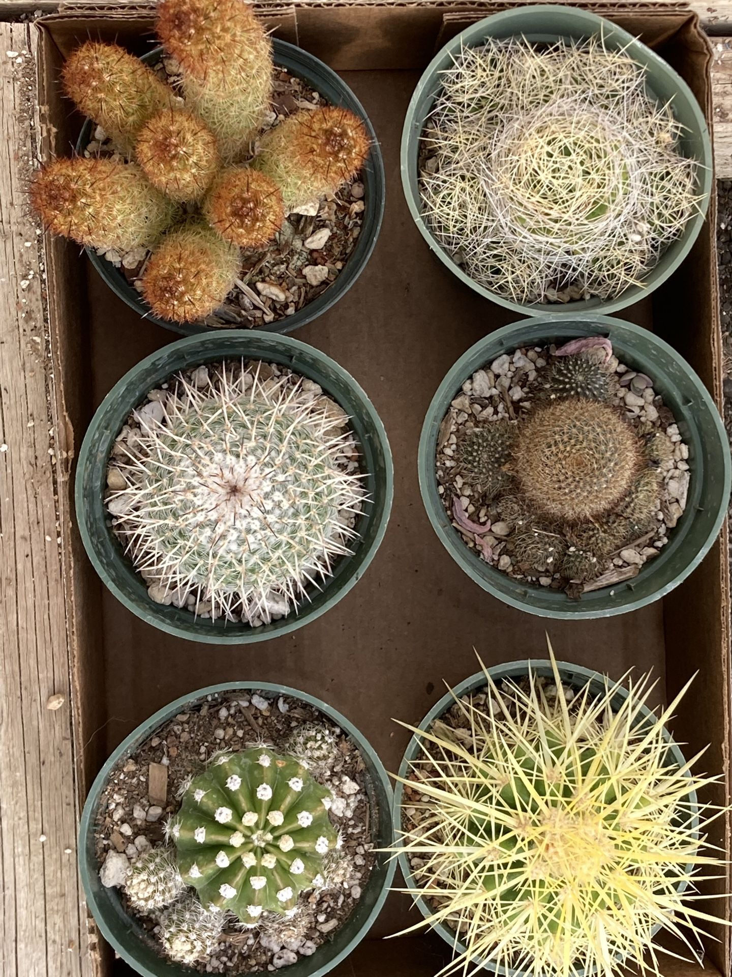 Succulents in 4”pots