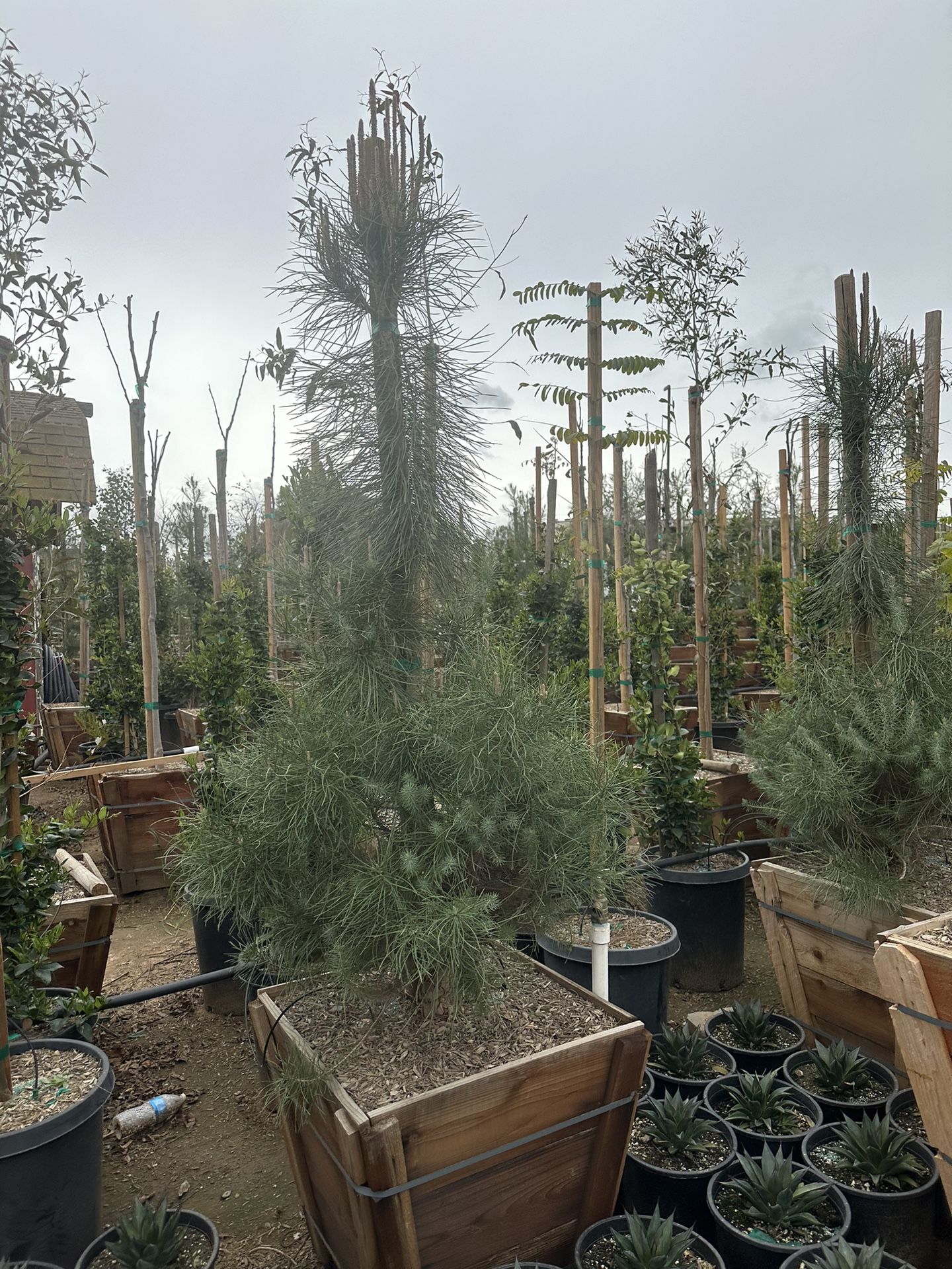 Pinus pinea, Italian stone pine tree 24” Box