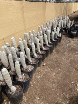 Cactus Sale Old Man Of Peru Espostoa
