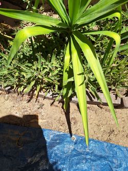 !!! FREE !!! " Mother of Millions " Plants