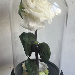 Brand New Beautiful Real White Rose Inside Glass NOT ARTIFICIAL 
