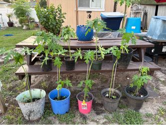 3 Papayas for 10