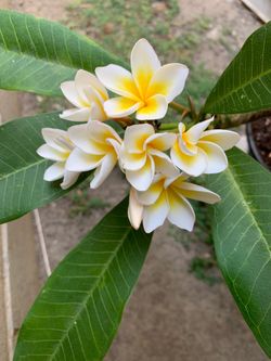 Plumeria for sale