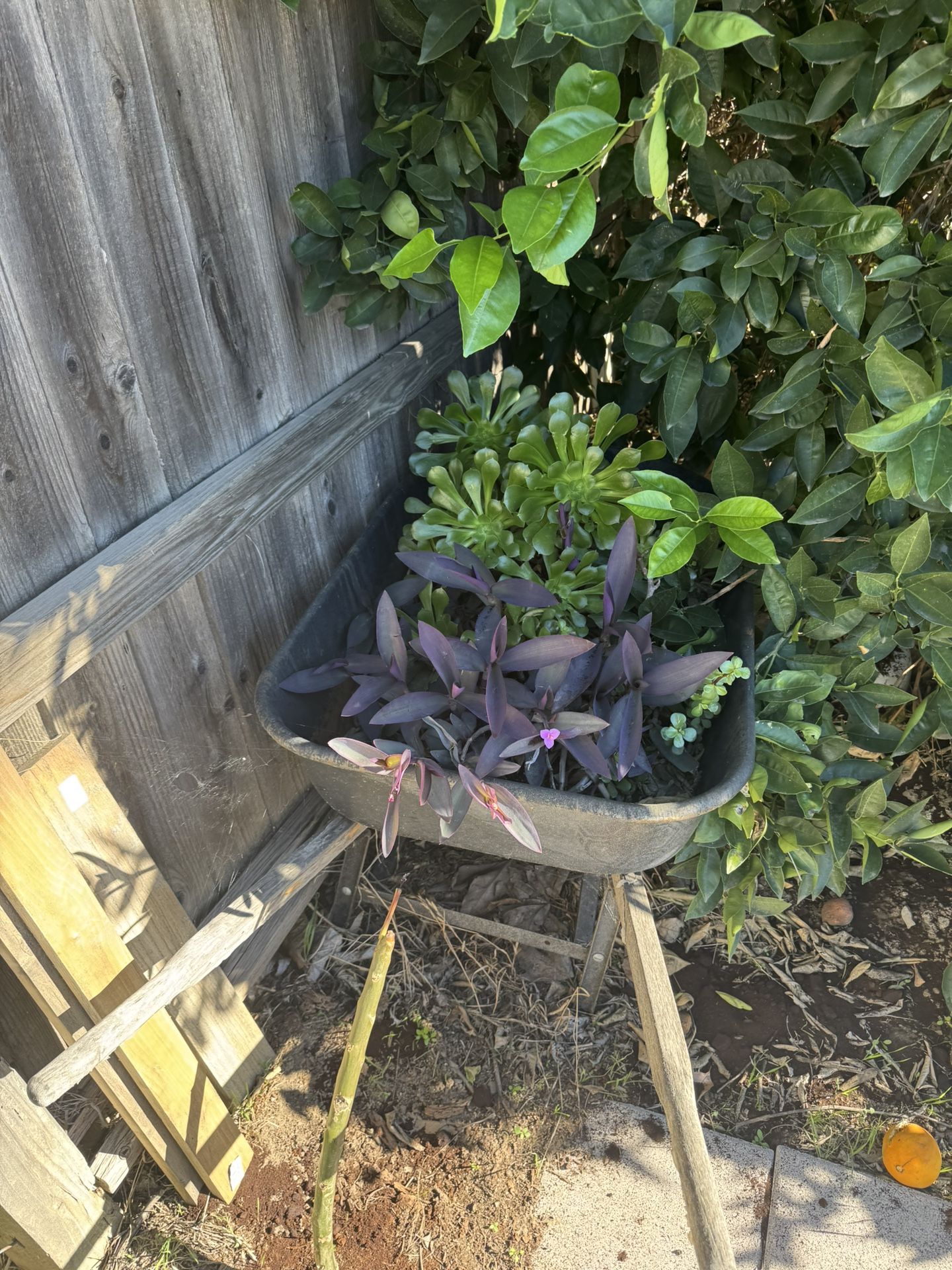 A Wheelbarrow Full of Succulents $20