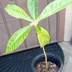 árbol de inspiro de bolita  grande