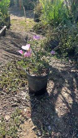 Pink Mexican primrose