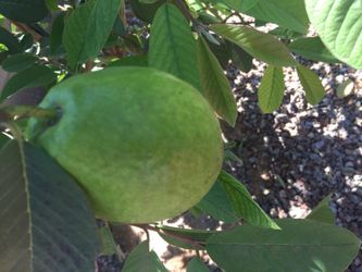 Guava special Vietnamese Tree
