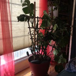 Giant Monstera Plant 