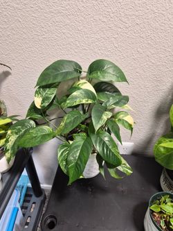 Epipremnum Albo