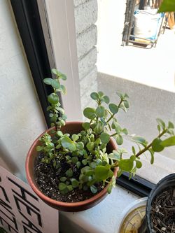 Elephant Bush