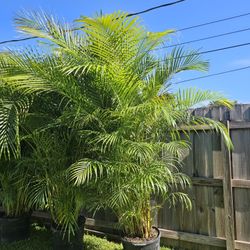 arecas over 8 feet tall Instant Privacy Hedge For Fence Green Full 