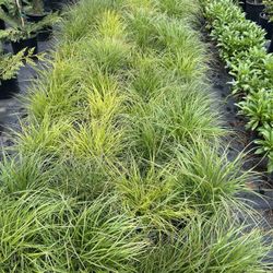 Cassian Fountain Grass