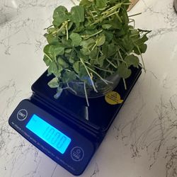 Horse Gram Micro Greens 