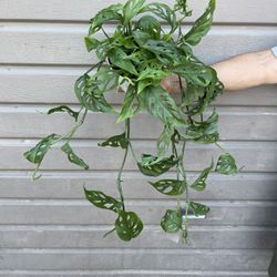 6” Monstera Swiss Cheese
