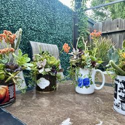 Small Candle And Mug Size Succulent & Cacti Plant Arrangements 