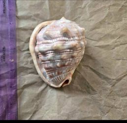 Helmet Shell
