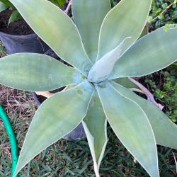 Agaves 