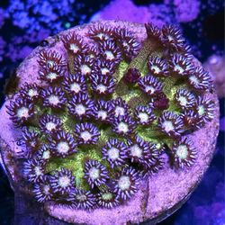 Glitter Goniopora Colony 