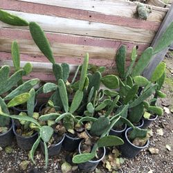Small succulents And Cactus $1 Each 
