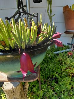 Stapellia Black Bells Succulent