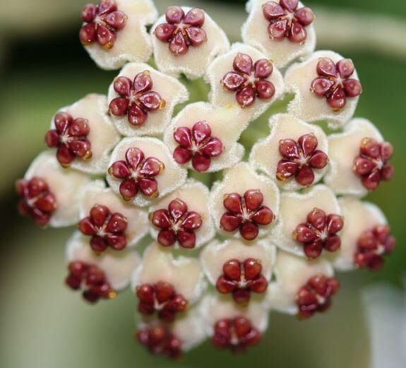 Hoya kerrii