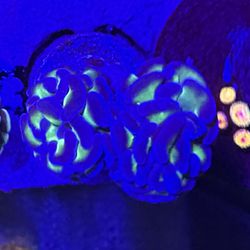 Reef Fish Tank Saltwater Coral Frag Decorations 