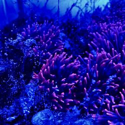 Sherman rose Bubble tip Anemone