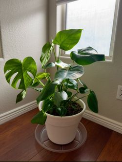 Large Monstera Deliciosa – Pot & Saucer Included