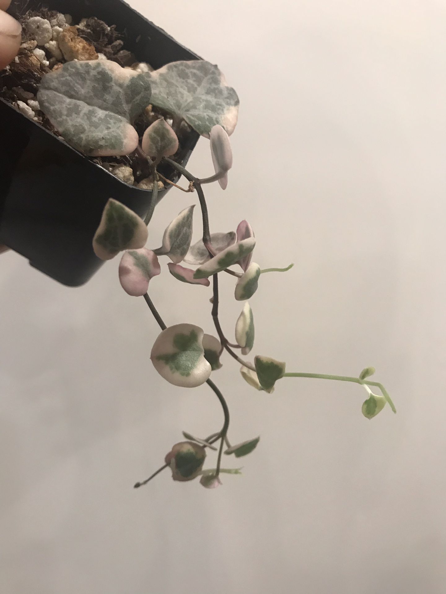 Rare Pink Variegated String of Hearts Houseplant