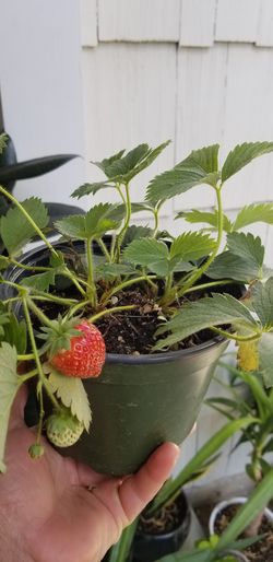 Strawberry plant