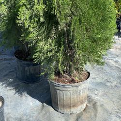 Arborvitae - 7gl