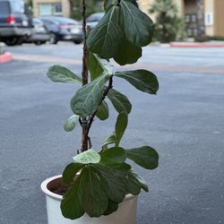 Fiddle Fig Tree