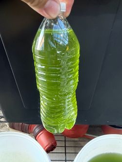 Green water culture