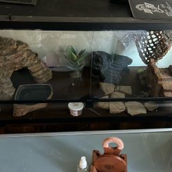 Reptile Habitat 