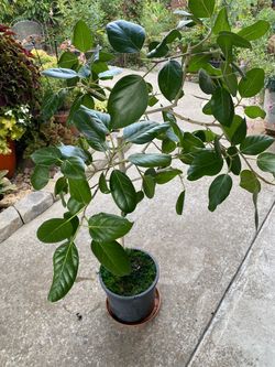 Ficus 'Audrey,big!
