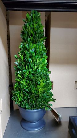 Boxwood trees 19in artificial 18.00ea