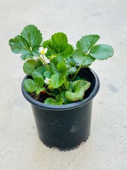 Strawberry 🍓 plants 🪴