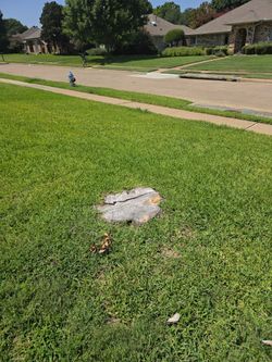 Stump Grinder    Free Estimate