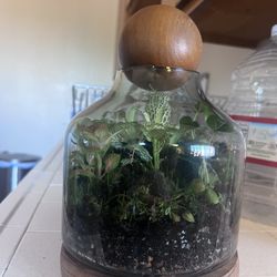 Terrarium 