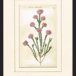 Beautiful 1820’s  Botanical Print With Matted Frame 