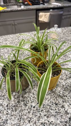 Spider Plants