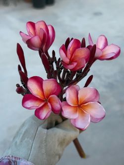 Plumeria cutting