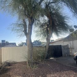 Tree Removal Service 