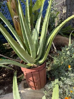 Aloe Vera