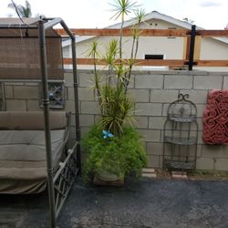 9' tall plant in a pot