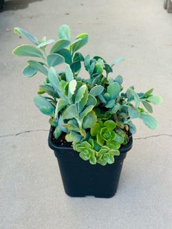 Succulents plants 🪴