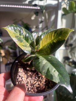 Bundle of variegated indoor plants $20 alocasia ficus Hoya