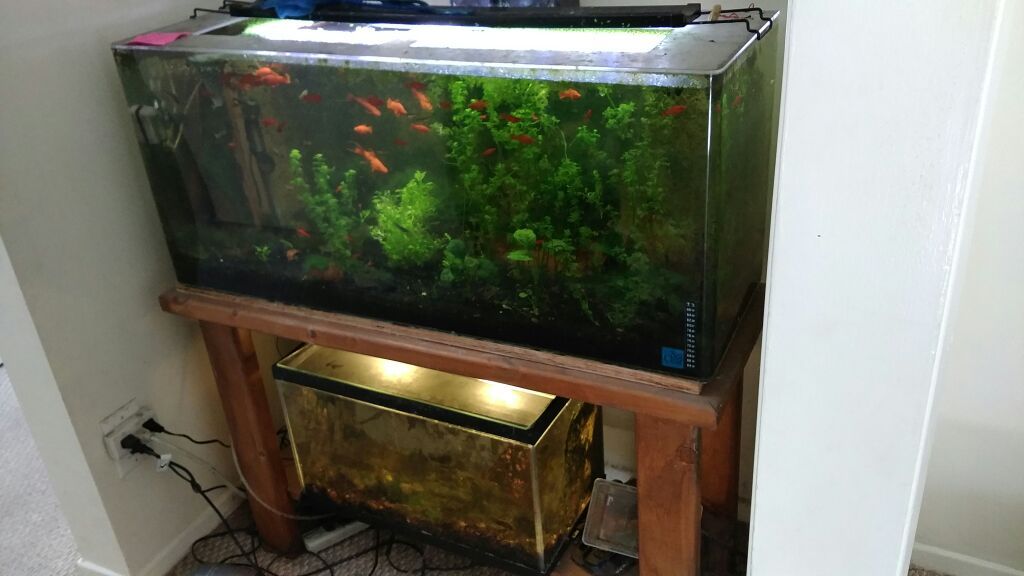 40 gallon aquarium